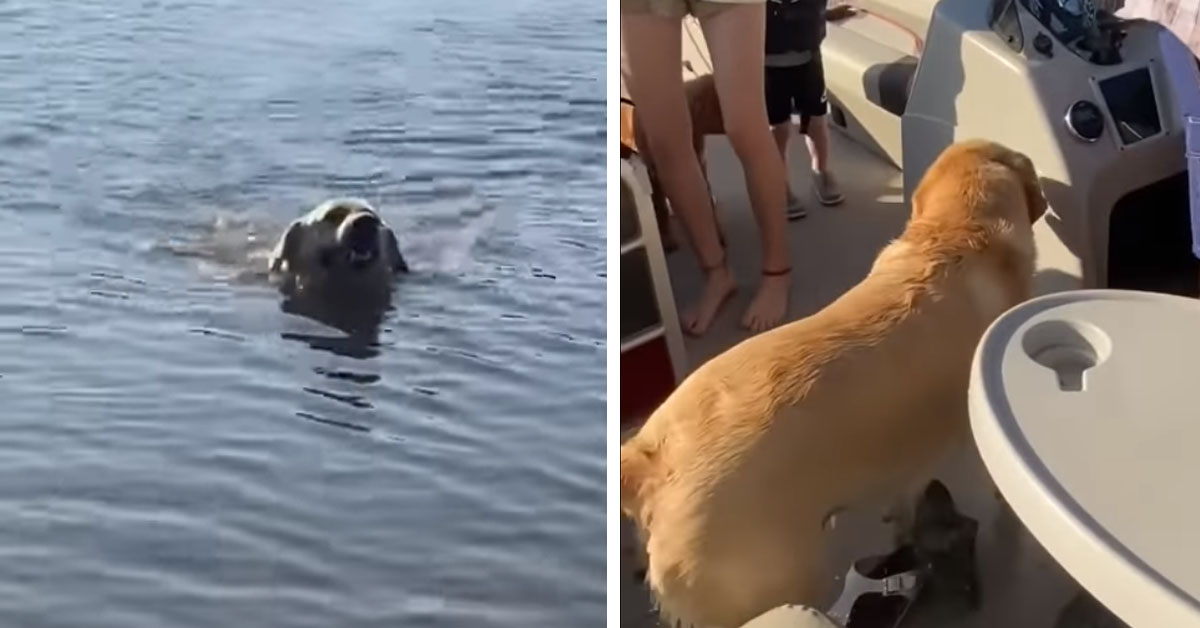 Cagnolino insegue i proprietari in barca per fare un giro con loro (video)