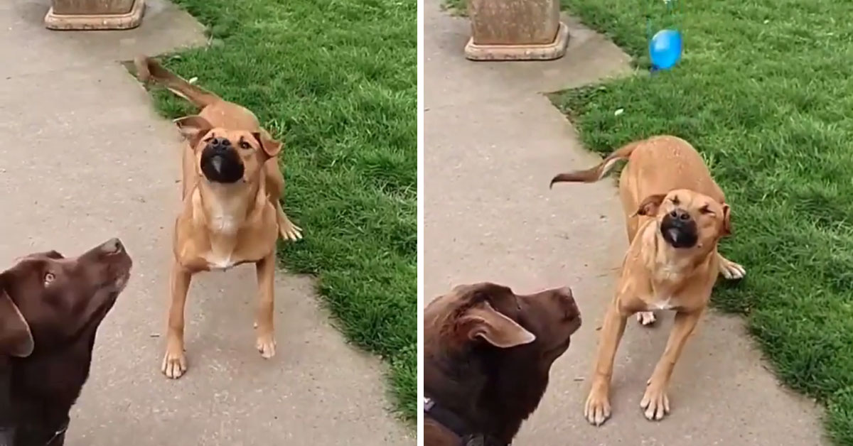 Cani giocano con dei palloncini d’acqua e il video conquista il web