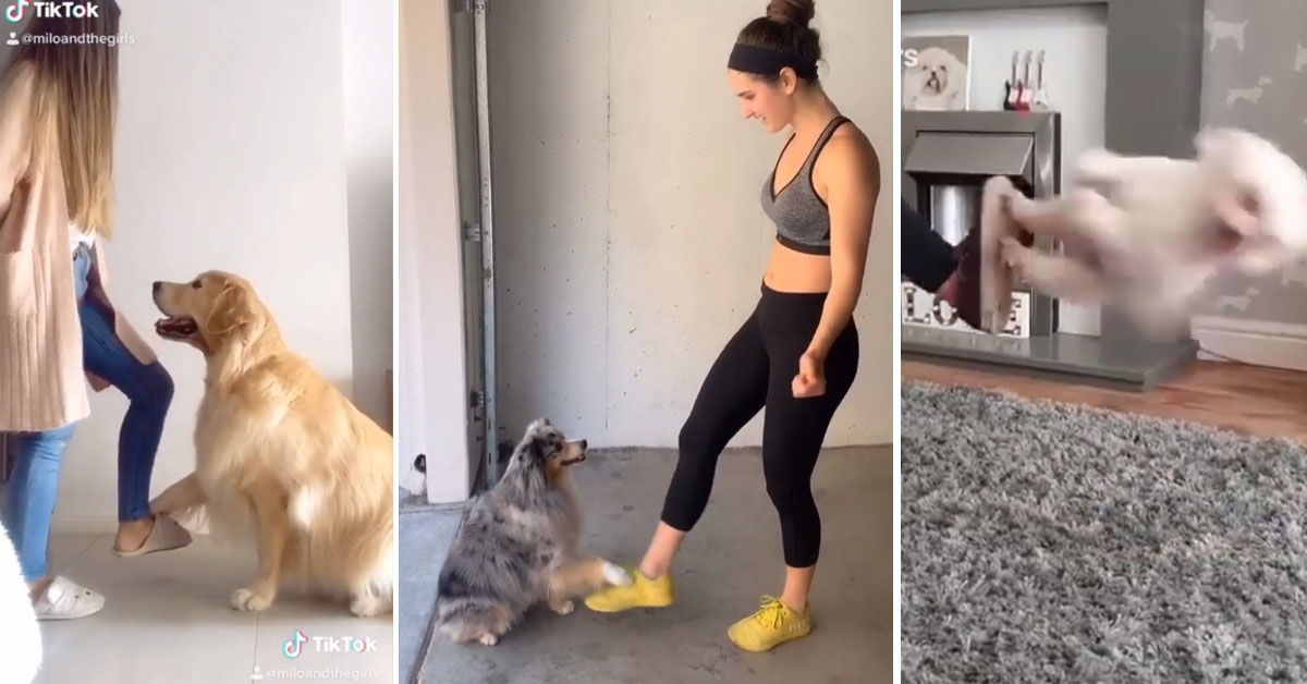 Cani si sfidano sui Social a colpi di danza e nasce la Oh Nanana Challenge (video)