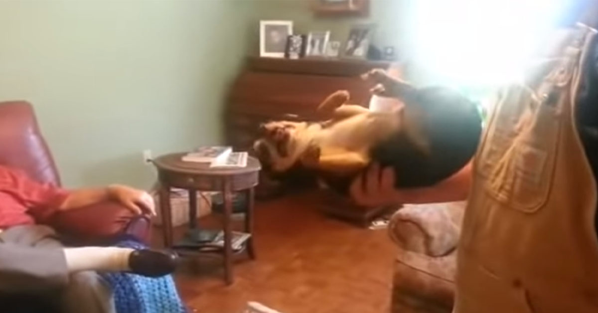 Chihuahua si finge morto ogni volta che qualcuno lo prende in braccio (video)