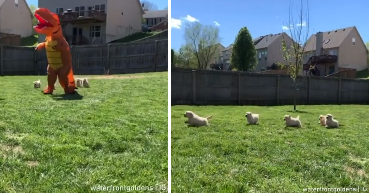 Cuccioli di Golden Retriever inseguono un Tirannosauro e il video conquista il web