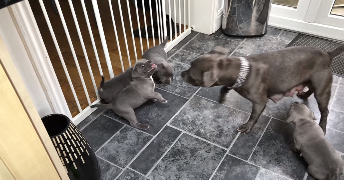 Cuccioli di Staffordshire Bull Terrier giocano con la mamma e conquistano il web (video)