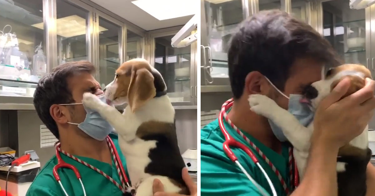 Cucciolo di Beagle vuole togliere la mascherina al veterinario (video)