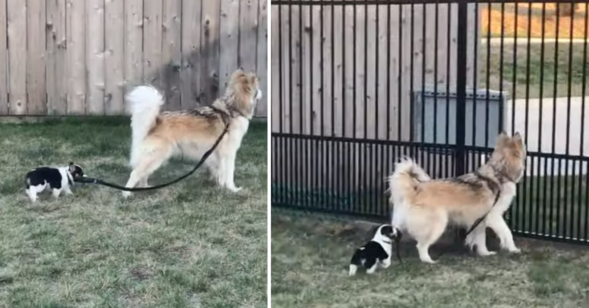 Cucciolo di Corgi porta al guinzaglio gli altri cani e il video impazza sui Social