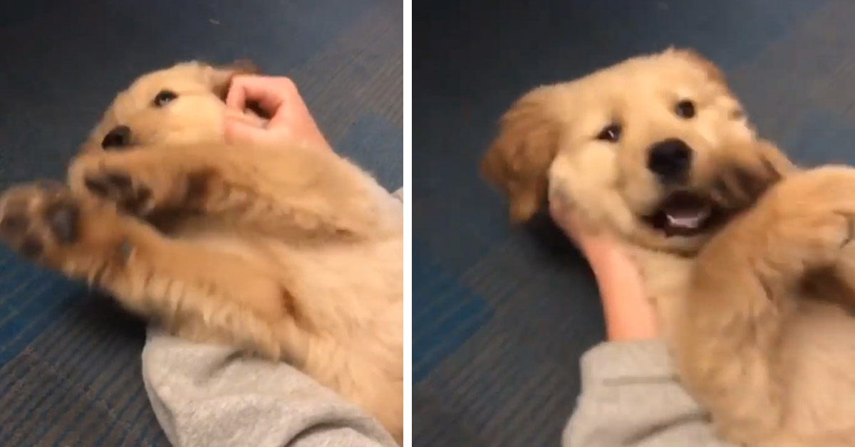 Cucciolo di Golden Retriever gioca a nascondino e il video fa il giro del web