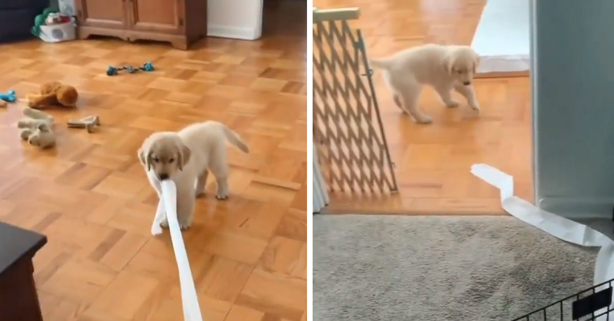 Cucciolo di Golden Retriever gioca con la carta igienica e conquista il web (video)