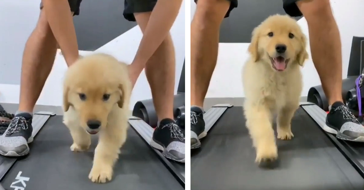 Cucciolo di Golden Retriever si mantiene in forma con una corsetta su un tapis roulant (video)