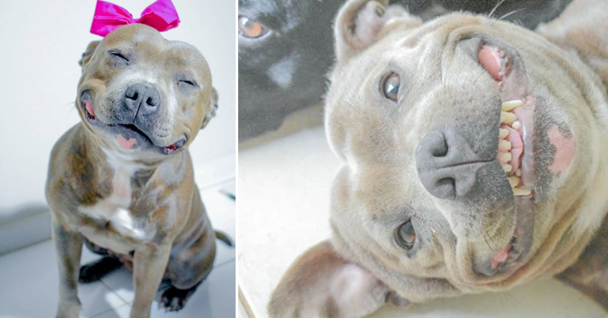 Frida, lo Staffordshire Bull Terrier che sorride e che piace tanto sul web (video)