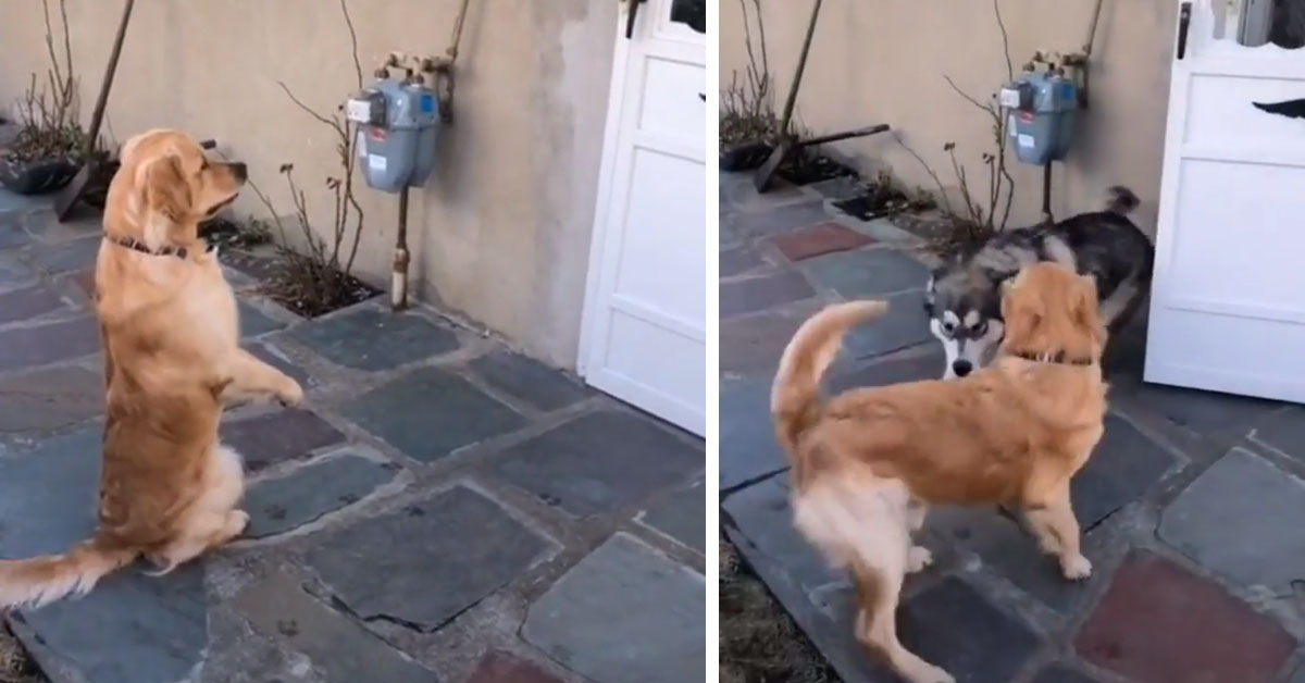 Golden Retriever aspetta l’amico Husky per fare una passeggiata insieme (video)