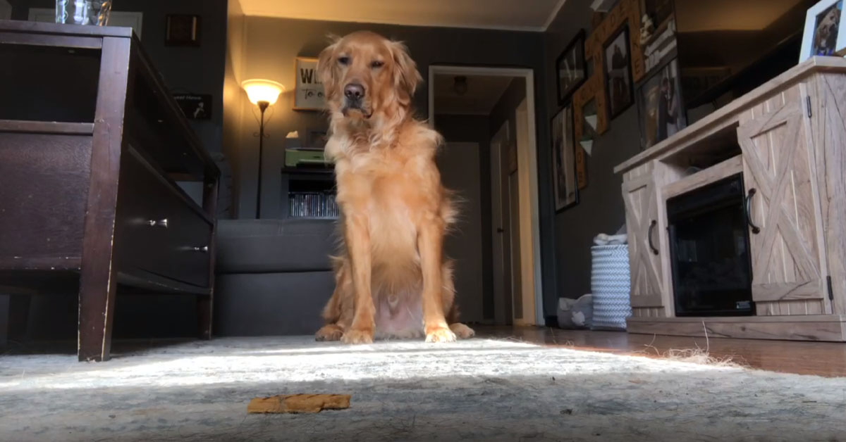 Golden Retriever e la sfida del biscotto: riuscirà a resistere alla tentazione? (video)