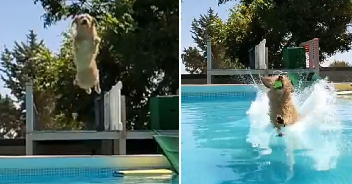 Golden Retriever entusiasta si tuffa in piscina e il video conquista il web