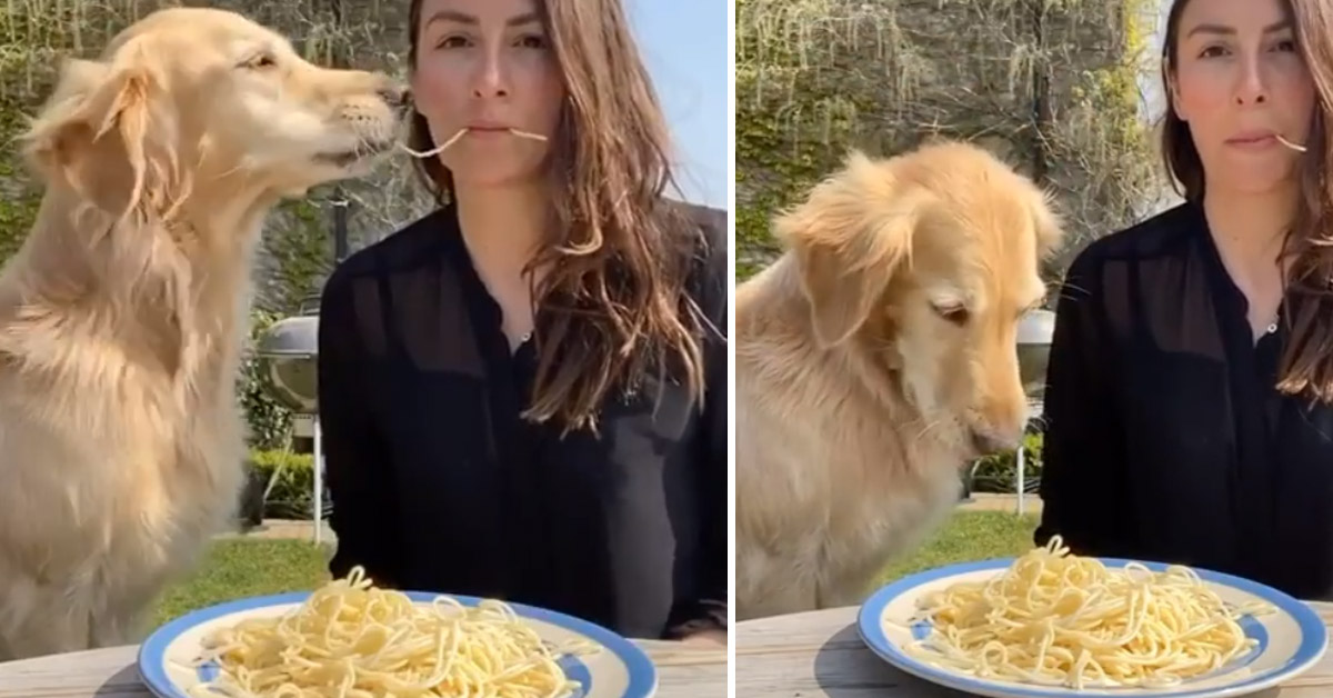 Golden Retriever fa una cena romantica con la proprietaria ma è troppo impaziente (video)