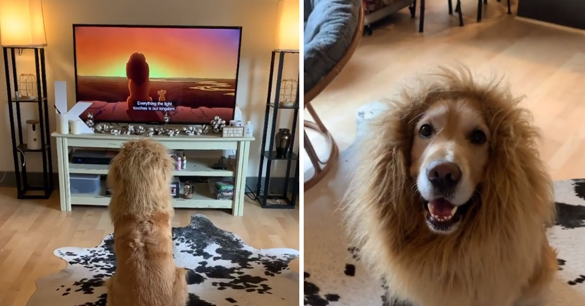 Golden Retriever guarda Il Re Leone e si “veste” come un vero fan (video)