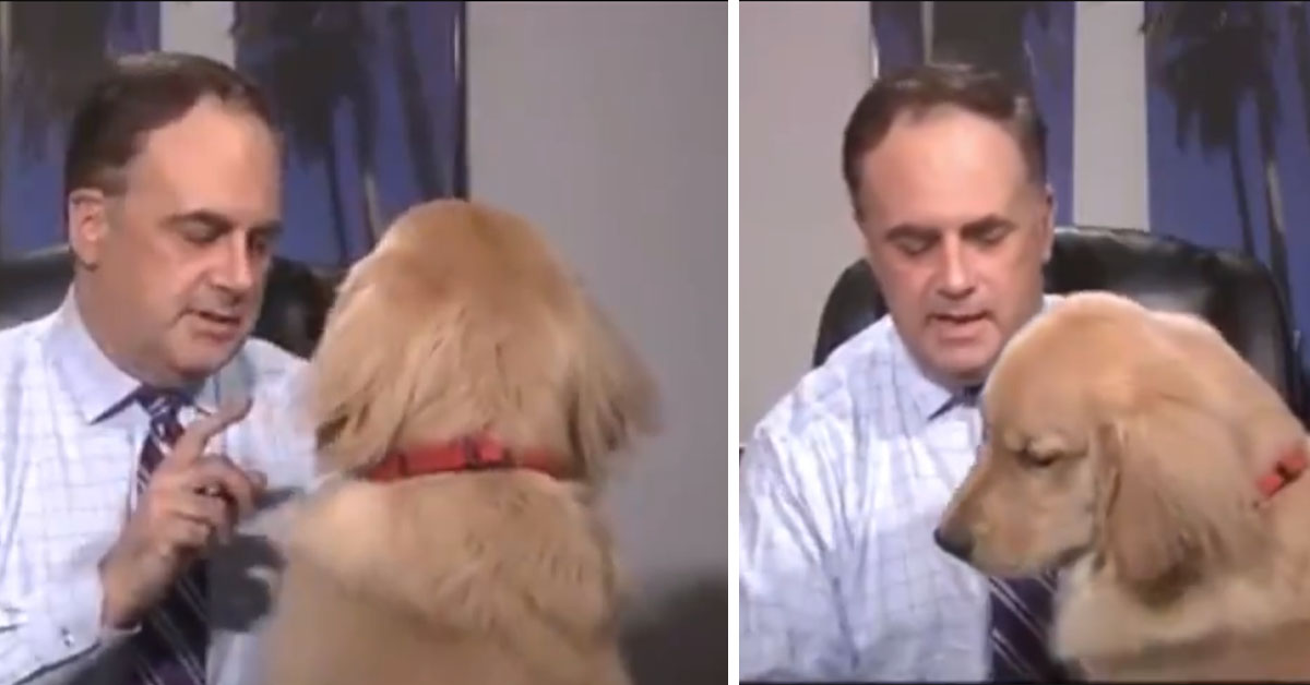 Golden Retriever interrompe la diretta tv di un presentatore (video)