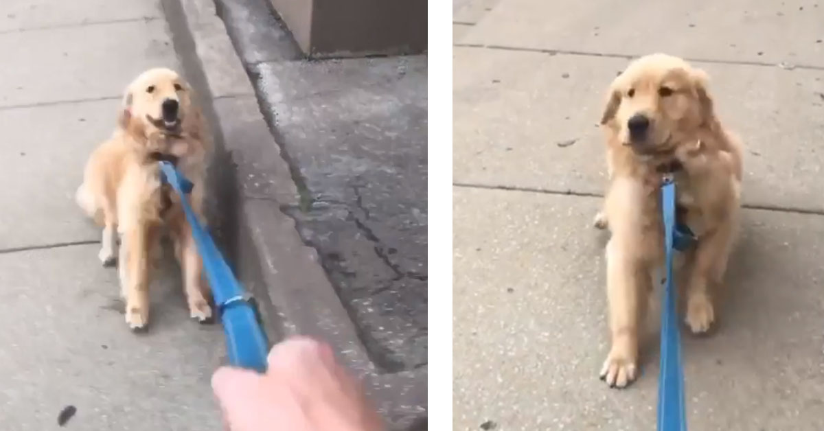 Golden Retriever non vuole andare a casa e recita una commedia da Oscar (video)