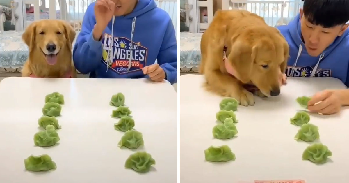 Golden Retriever sfida il proprietario ad una gara gastronomica (video)