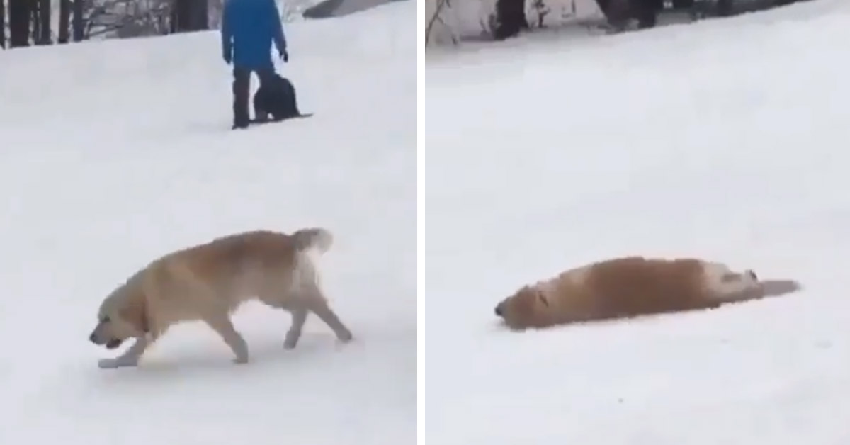 Golden Retriever si diverte a rotolare nella neve e conquista il web (video)