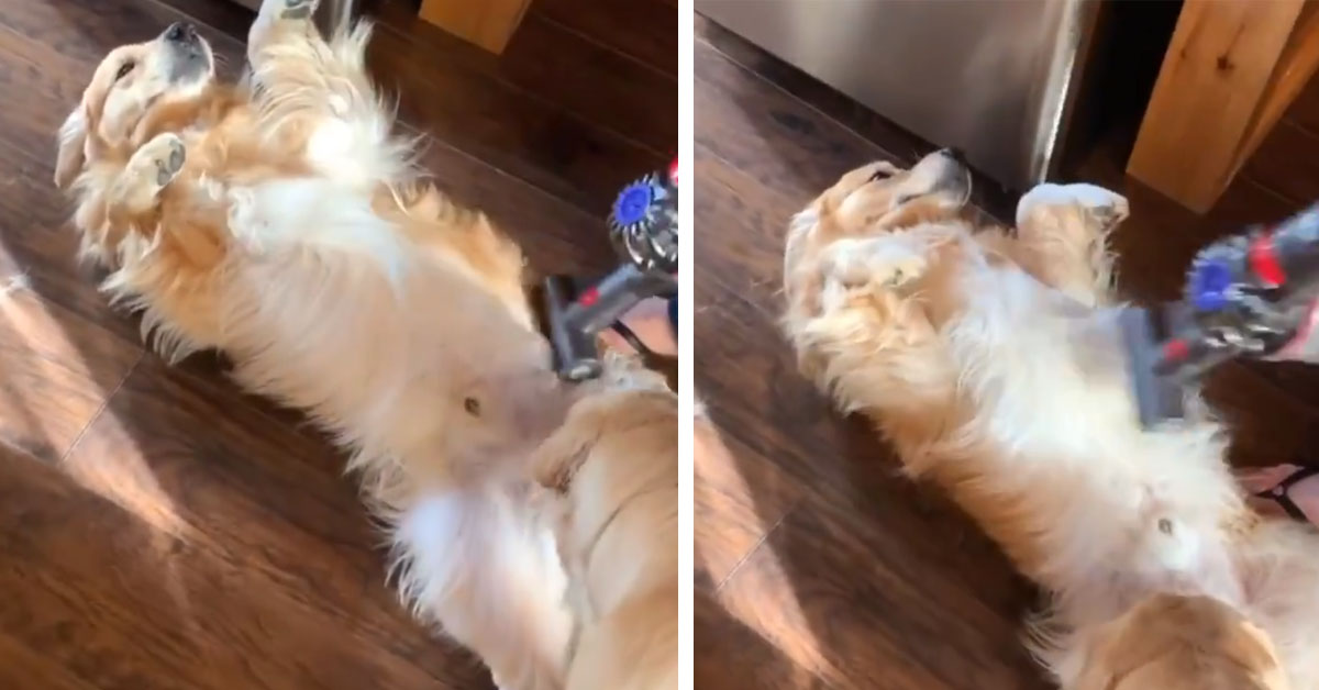 Golden Retriever si gode il massaggio dell’aspirapolvere (video)