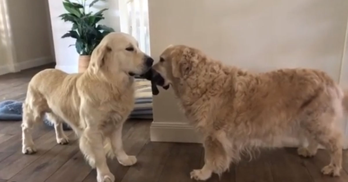 Golden Retriever si litigano un giocattolo e il risultato è esilarante (video)