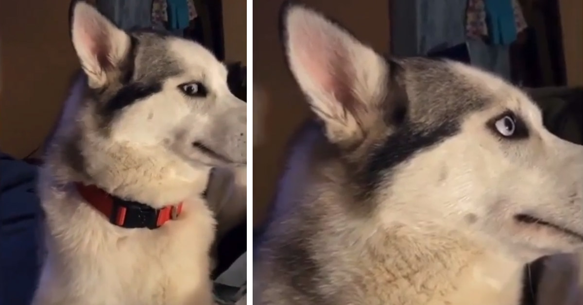 Husky viene rimproverato dalla proprietaria e la sua reazione fa il giro del web (video)