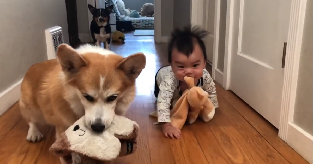 I due Corgi vengono imitati da un bambino e il video conquista il web