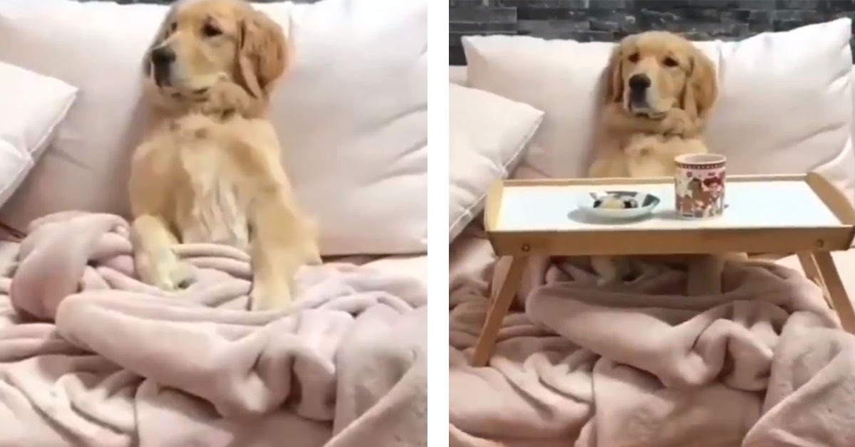 Il Golden Retriever aspetta la colazione a letto e il video conquista il web