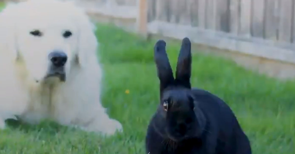 Il Golden Retriever che è diventato il migliore amico di un coniglietto (video)