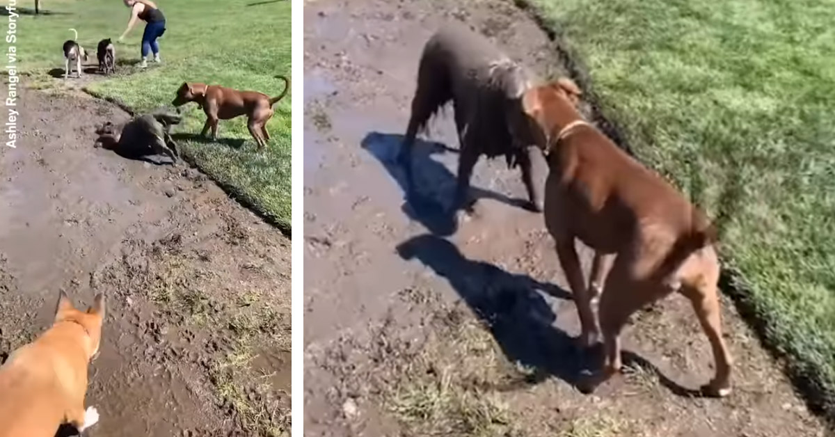 Il Golden Retriever non vuole andare via dal parco e trova il nascondiglio perfetto (video)