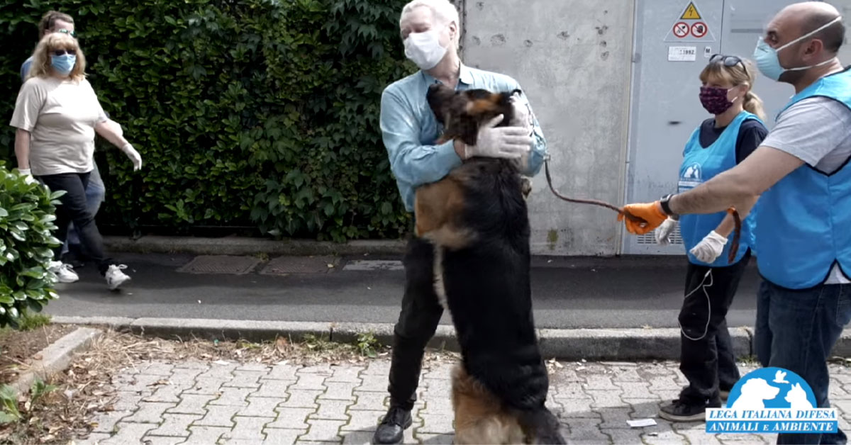 Il Pastore Tedesco può finalmente riabbracciare i padroni guariti dal Coronavirus (video)