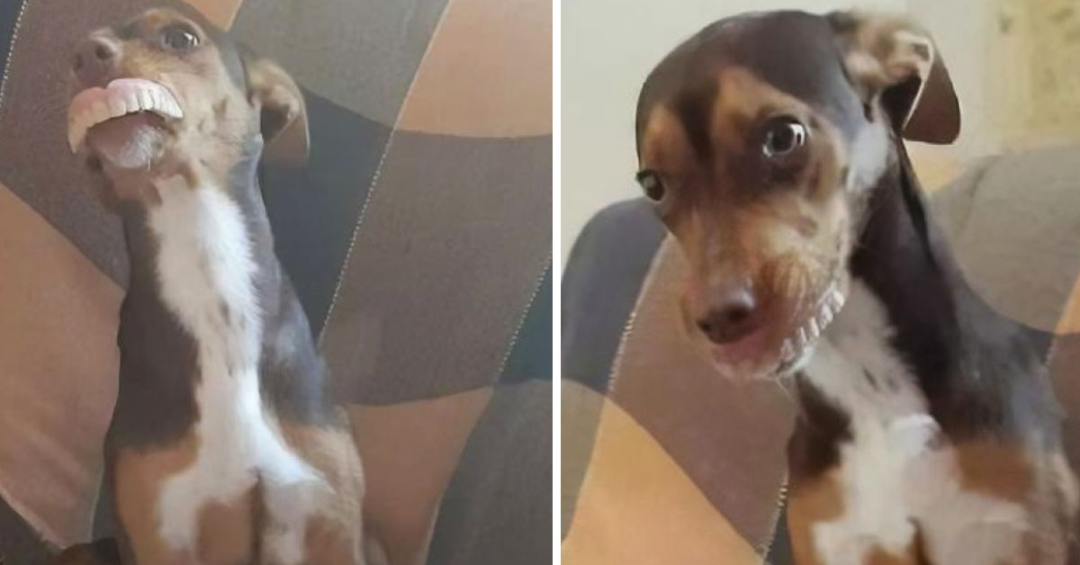 Il cagnolino si mette la dentiera della nonna e le sue foto fanno impazzire il web