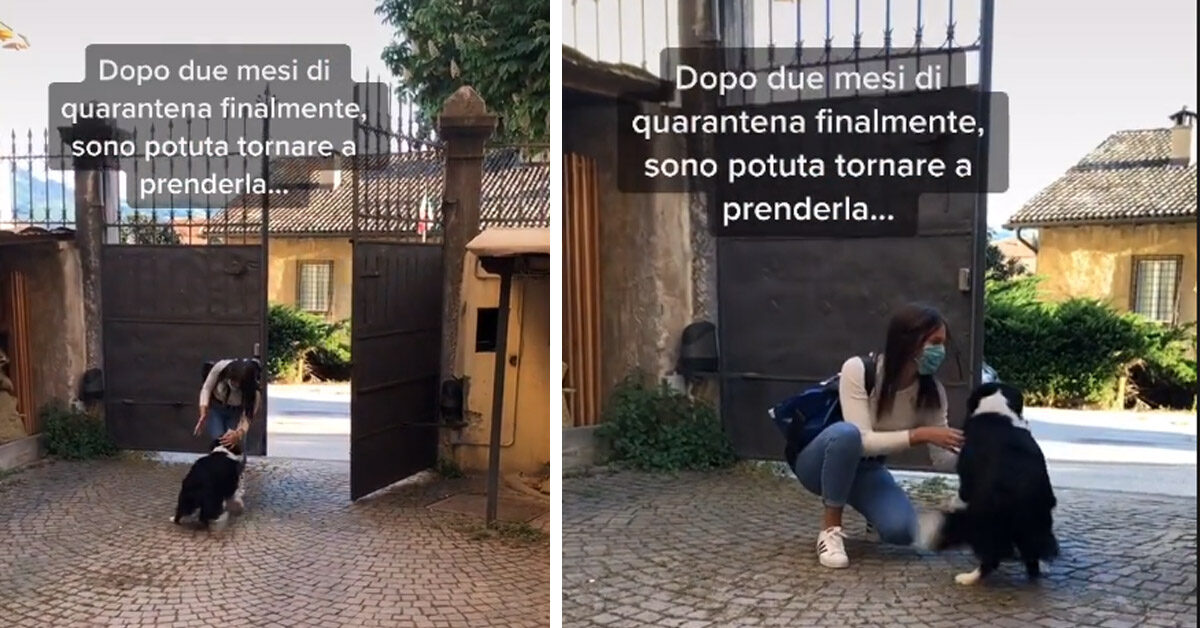 Il Cane Rivede La Proprietaria Dopo Due Mesi Di Quarantena E Il Video