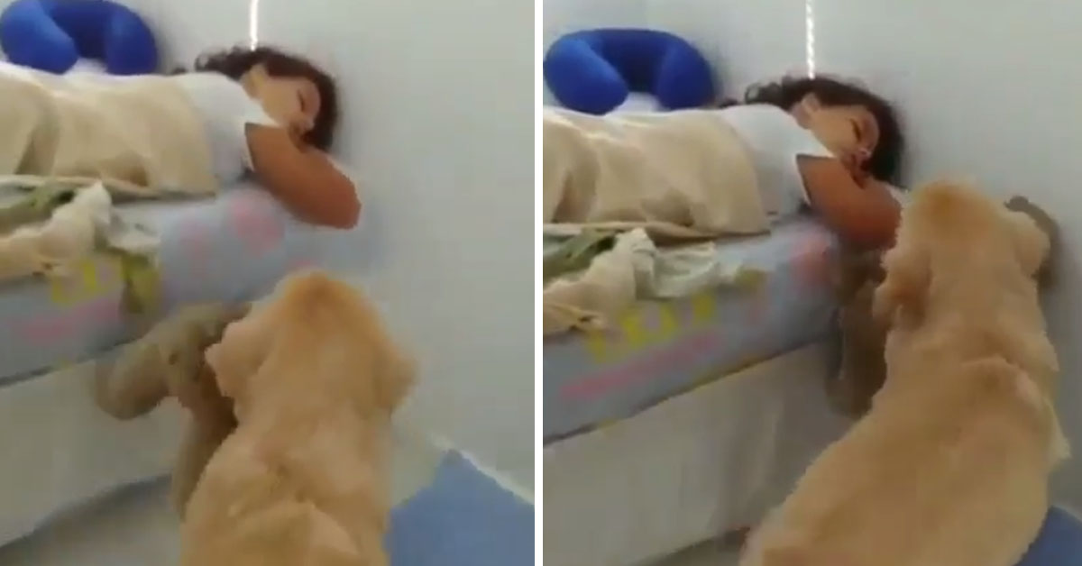 Il cucciolo di Golden Retriever sveglia la bambina per un motivo tenerissimo (video)