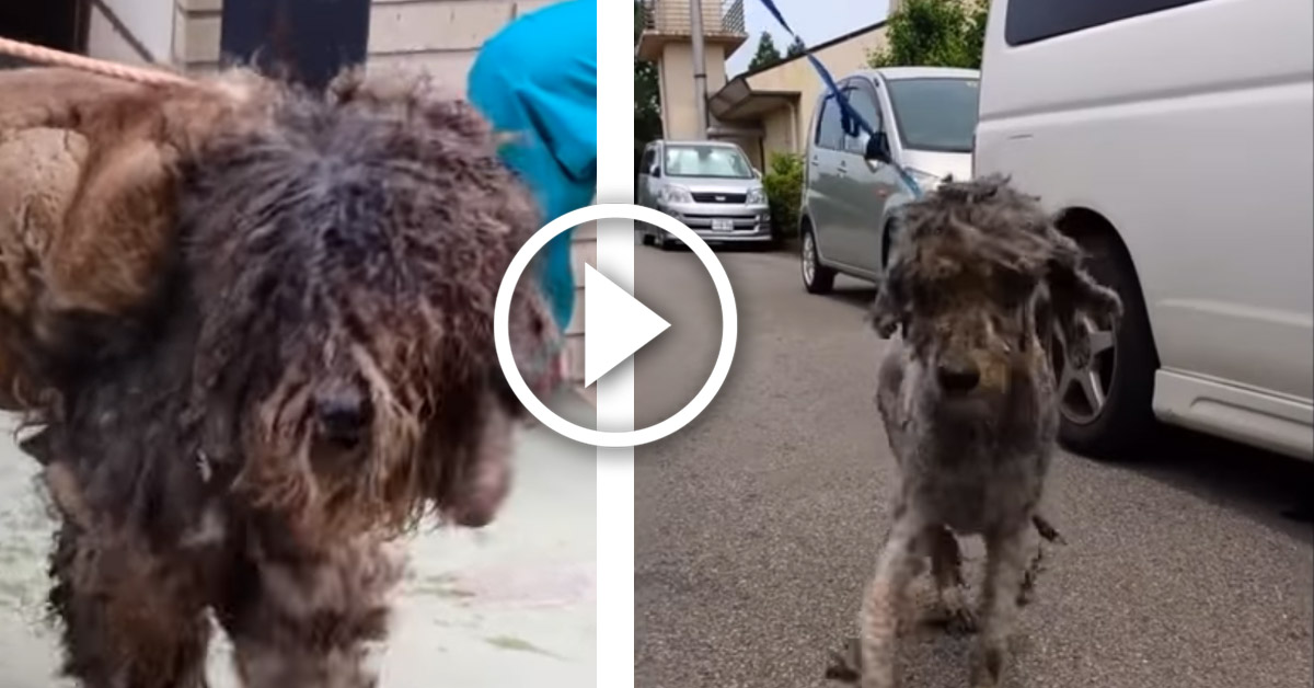 Kyo, il cagnolino trascurato che ha subito un’incredibile trasformazione (video)