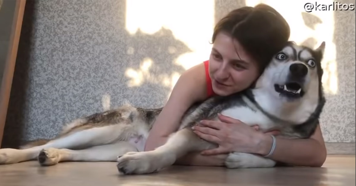 L’Husky è allergico alle coccole e all’affetto e il suo video conquista il web