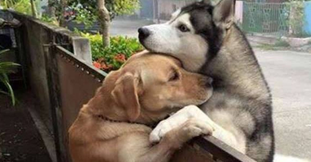 Labrador e Husky si abbracciano “a distanza” e la foto commuove il web