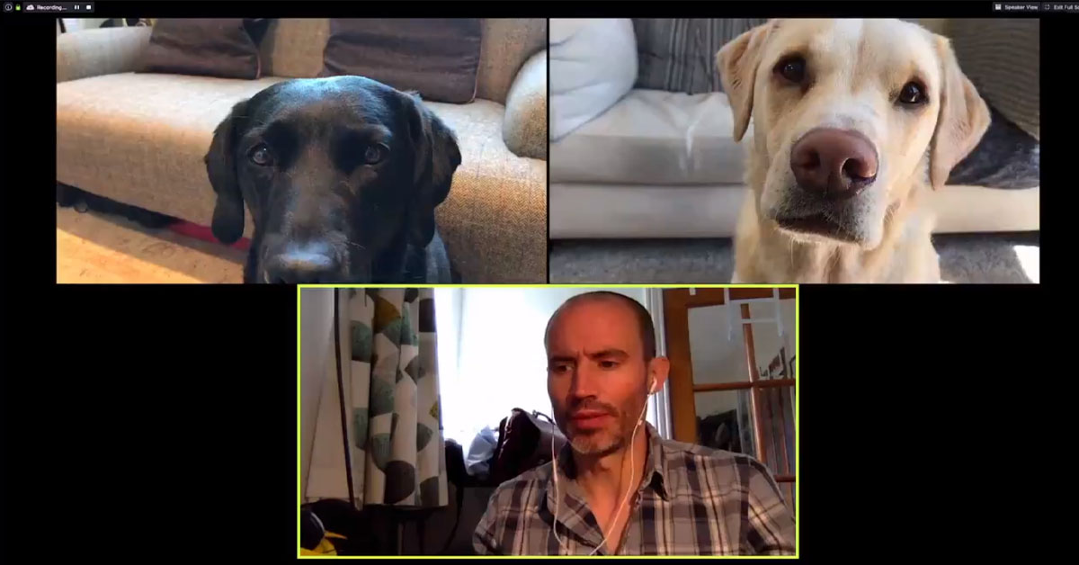 Labrador in videoconferenza con i “colleghi” fanno impazzire i Social (video)