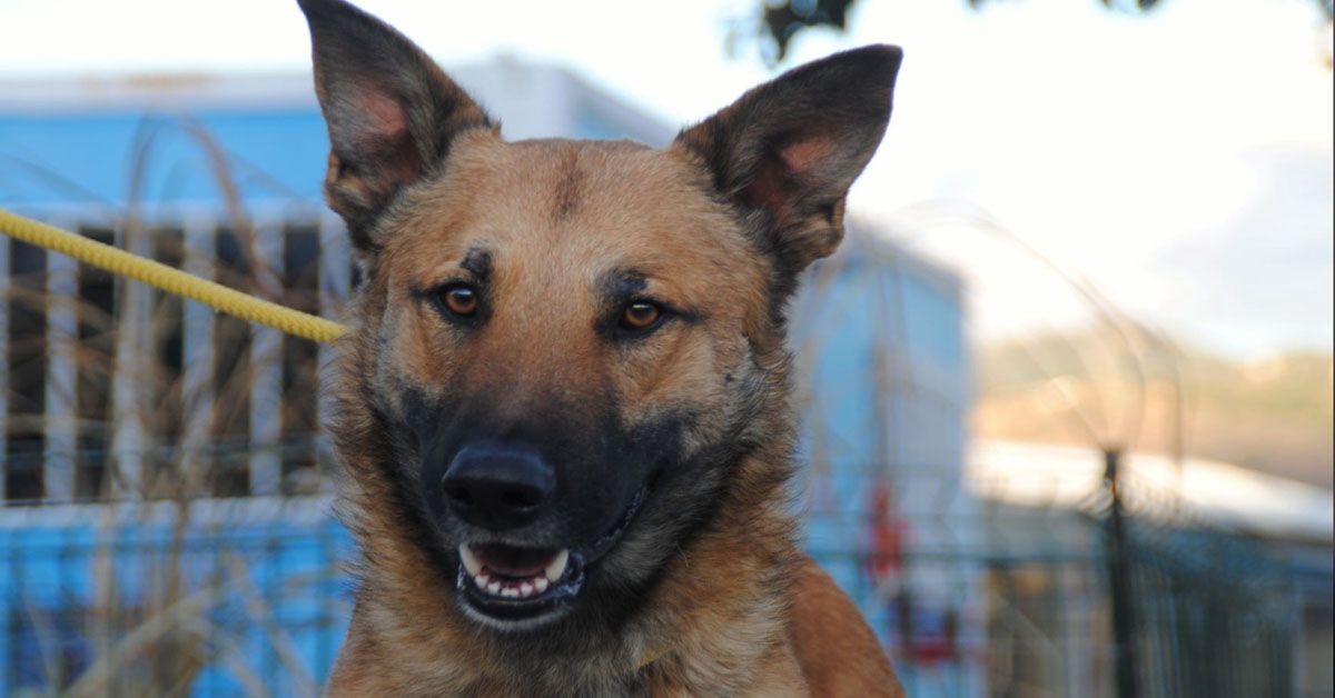 Merlin, il cagnolino incatenato da una vita che ora cerca la felicità