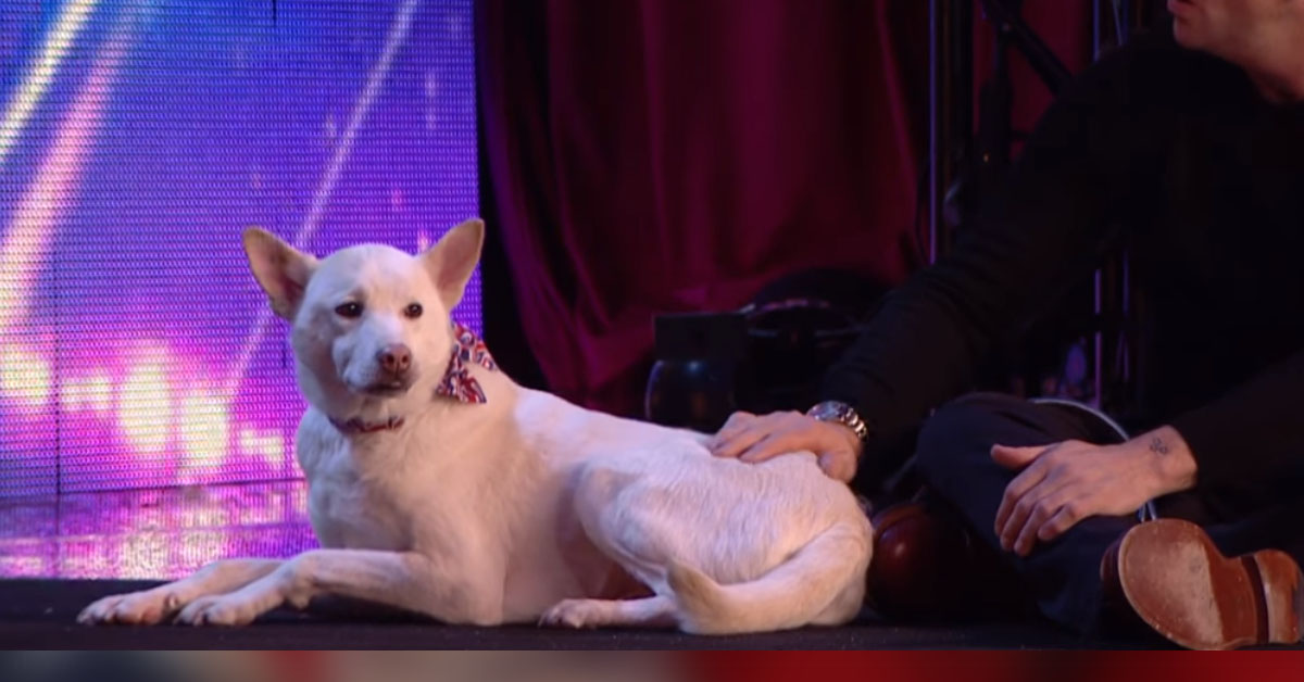 Miracle, da cane destinato al macello a star di Britain’s Got Talent (video)