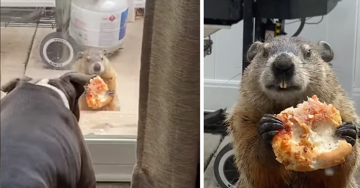 Pitbull osservano una marmotta mangiare un pezzo di pizza e il video diventa virale