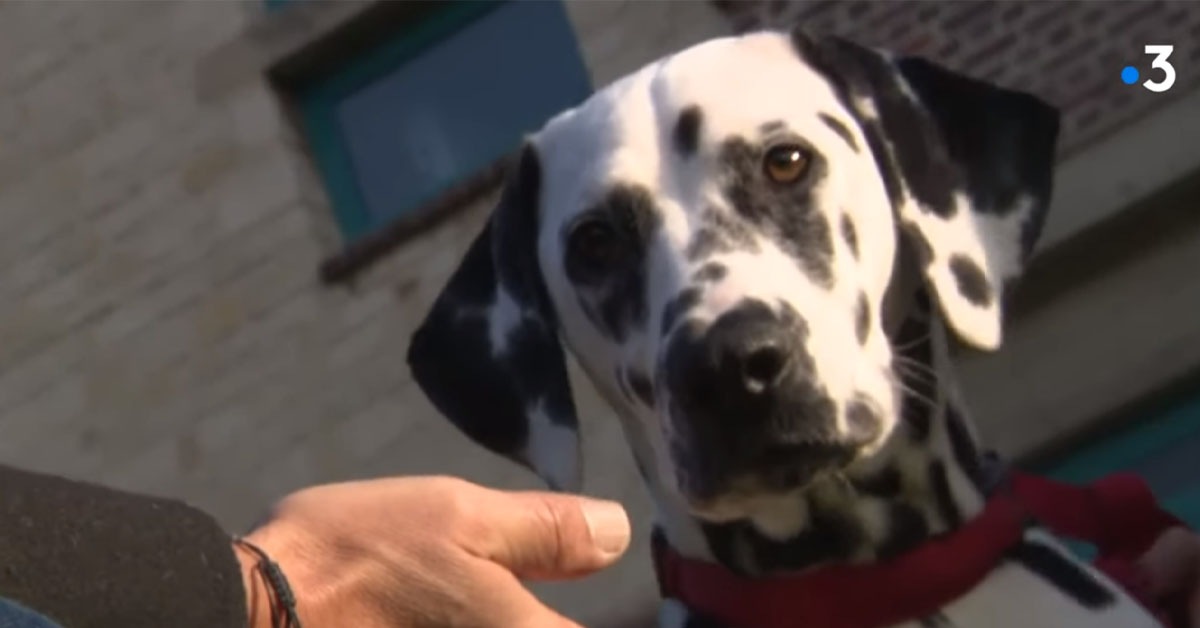 Pollen, il Dalmata che si prende cura degli studenti delle scuole medie (video)