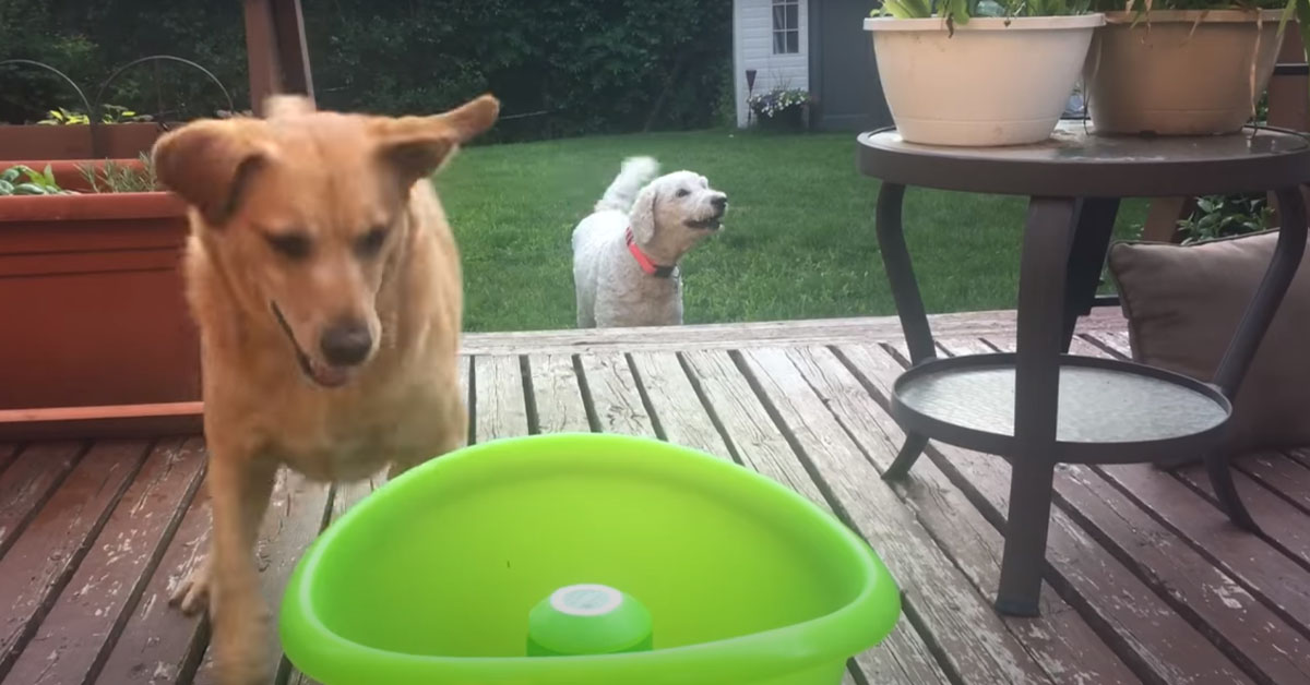 Un cane gioca con un lanciapalline automatico e il video conquista il web