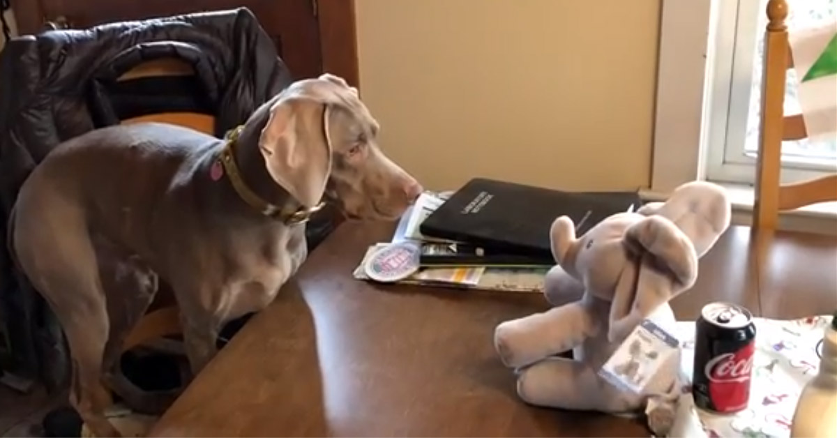 Weimaraner incontra un mini elefante e la sua reazione è unica (video)