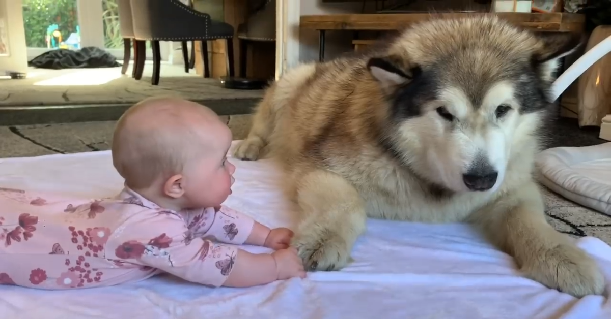 Alaskan Malamute vuole giocare con il neonato: babysitter perfetto (VIDEO)