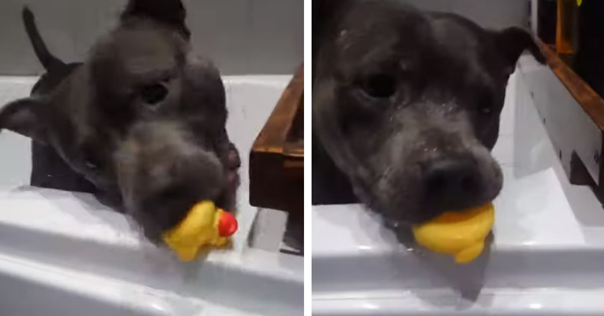 Amstaff fa il bagno con una paperella di gomma e il video conquista il web