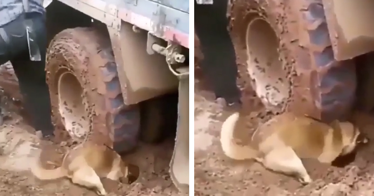 Cagnolino aiuta il proprietario a liberare la macchina impantanata nel fango (video)