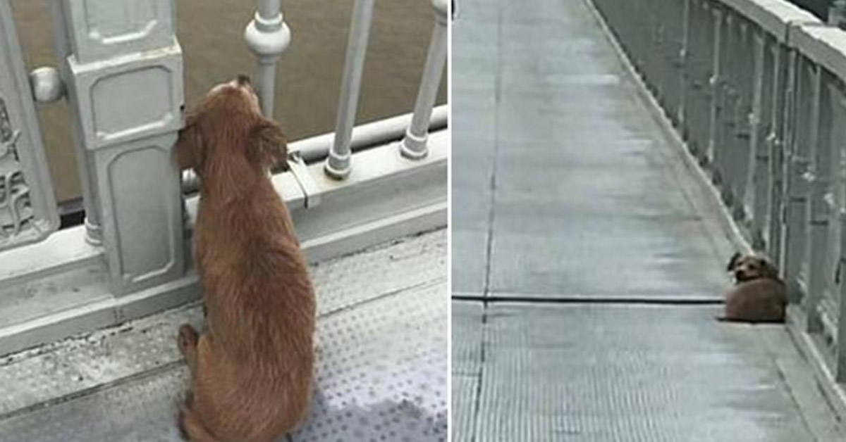 Cagnolino aspetta per 4 giorni su un ponte il proprietario che si è tolto la vita