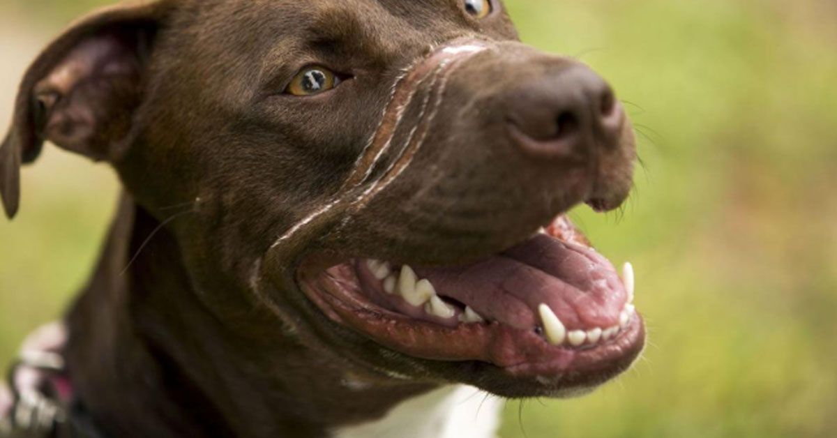 Caitlyn, la cagnolina che dopo i pesanti maltrattamenti è finalmente rinata