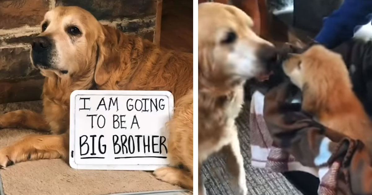 Cane anziano incontra il nuovo cucciolo di casa e la sua reazione commuove il web (video)