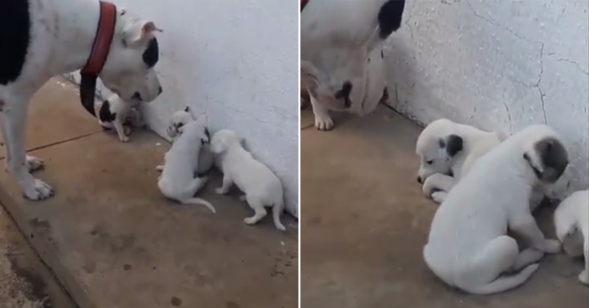 Cane papà rimprovera i suoi cuccioli e la loro reazione conquista il web (video)