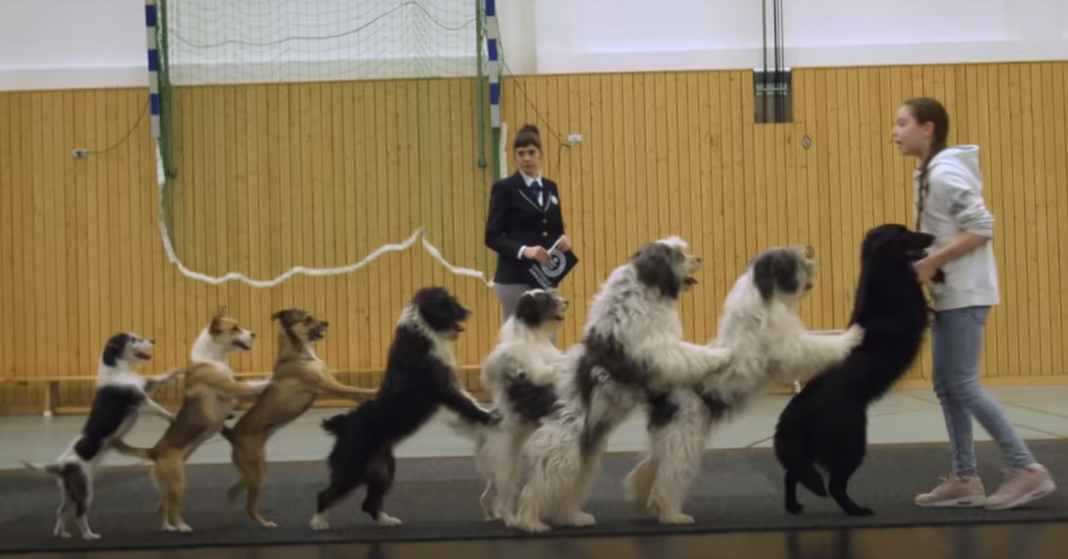 Cani ballano la Conga e vincono il Guinness dei Primati (video)